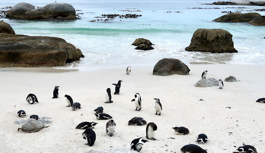 Pacote África do Sul - Imagem 3